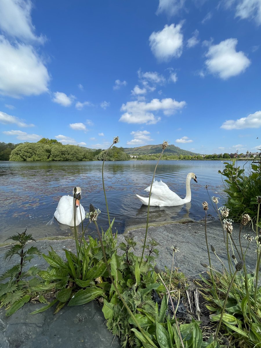 Bout_Yeh's tweet image. TWO white feathered friends enjoy the quack and the sunshine at Tge Waterworks Park, Antrim Road, north Belfast.
Photo: @stephenstbradle 

#waterworksparkbelfast #boutyeh #belfast #swans