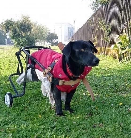 Danii_tco's tweet image. URGENTE 🚨 😢
Sarita no fue adoptada en Valdivia
YA NO HAY hogar temporal 😔
Se necesita apoyo, difusión!
Busca una familia 😔
#Valdivia #Puertomontt #Osorno #llanquihue #chiloé #Chile #adopta #mascotasdiscapacitadas #frutillar #Temuco