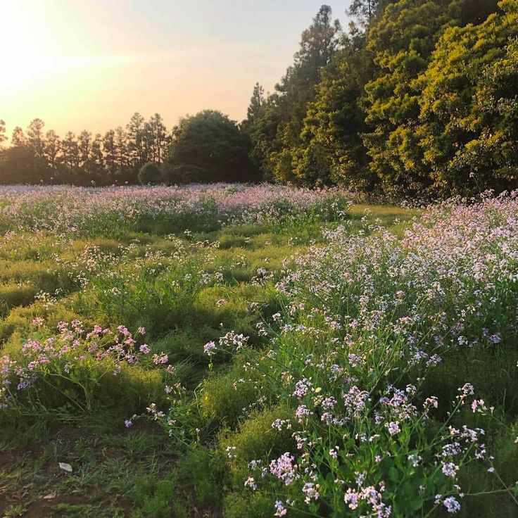 greenvibe's tweet photo. nature https://t.co/6fOJYpPPGQ