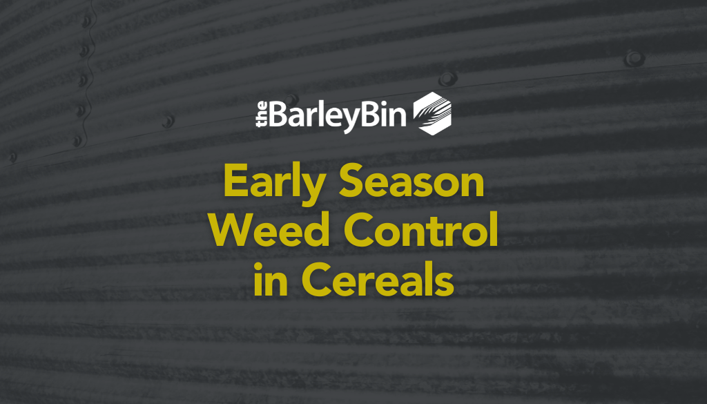 SaskBarley's tweet image. 🌱Effective early-season #weedcontrol is crucial. Managing weeds when they are small minimizes competition and often enhances herbicide effectiveness, particularly against stubborn weed species.

🔗 barleybin.ca/top-considerat…

#HerbicideResistantWeeds #GrowBarley #CerealCrops