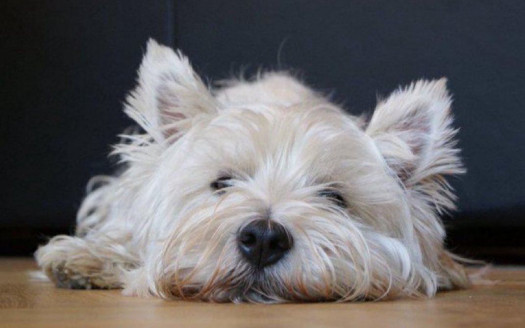 No hay nadie más agotado que un Westie que no ha hecho nada en todo el día.