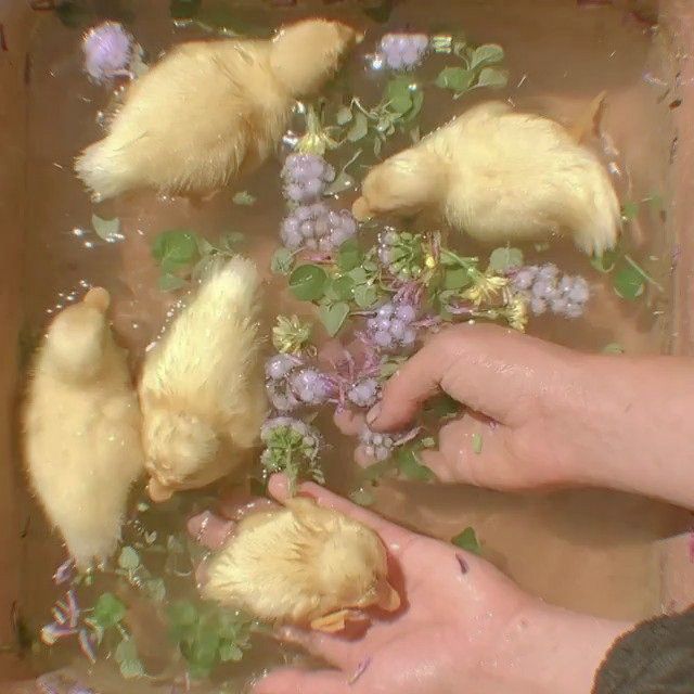 ᅠ ᅠ (@greendreaams) on Twitter photo 