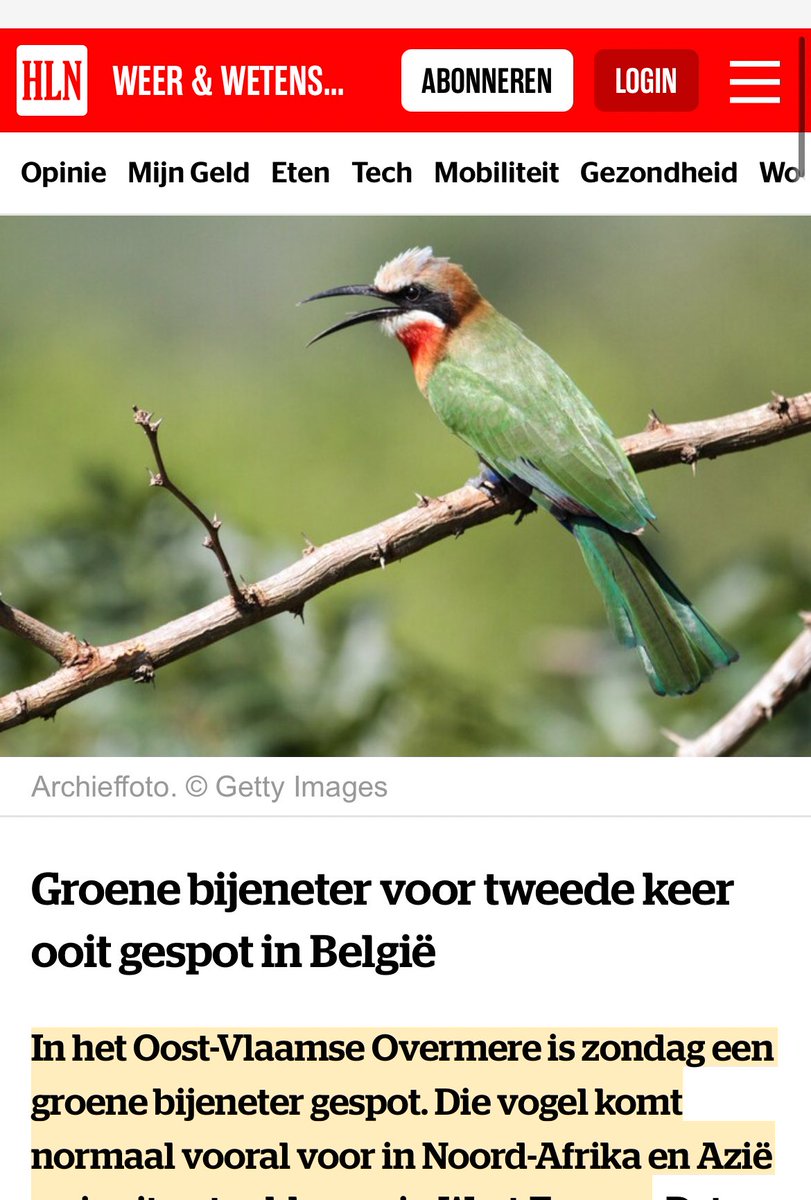 Goede poging <a href="/HLN_BE/">HLN.BE</a>, maar dat is een afbeelding van een witkapbijeneter en niet van een groene bijeneter 🥲
Cc <a href="/_Whatthephoque/">What the phoque 🦭</a> 

hln.be/dieren/groene-…