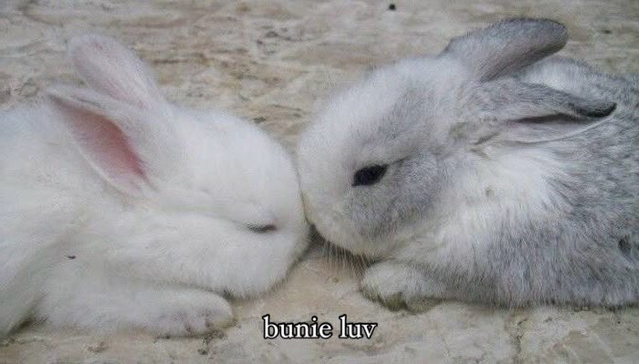 Bunnies's tweet photo. https://t.co/gDcVW5Obrd