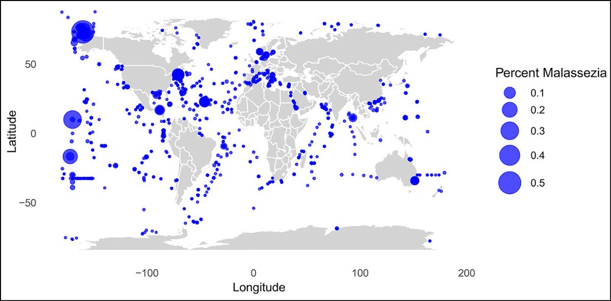 mBio (@mbiojournal) on Twitter photo Fungi of the genus #Malassezia are highly prevalent on the skin of humans and animals but surprisingly they're also found in marine environments. <a href="/saleh_rahimlou/">Saleh Rahimlou</a> & colleagues find that Malassezia in environmental studies is derived from human inputs. #mBio doi.org/10.1128/mbio.0… Fungi of the genus #Malassezia are highly prevalent on the skin of humans and animals but surprisingly they're also found in marine environments. <a href="/saleh_rahimlou/">Saleh Rahimlou</a> & colleagues find that Malassezia in environmental studies is derived from human inputs. #mBio doi.org/10.1128/mbio.0…