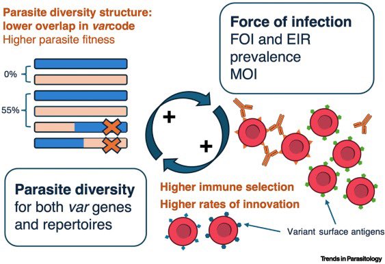 Qixin He (@heqixinaa) on Twitter photo Check our review paper on var gene and strain hyperdiversity in #malaria featuring decades of work from Karen Day and Mercedes Pascual's labs, and more recently my lab and other colleagues <a href="/TrendsParasitol/">Trends in Parasitology</a> sciencedirect.com/science/articl… <a href="/DrShaziaRuybal/">Shazia Ruybal Pesántez</a> Check our review paper on var gene and strain hyperdiversity in #malaria featuring decades of work from Karen Day and Mercedes Pascual's labs, and more recently my lab and other colleagues <a href="/TrendsParasitol/">Trends in Parasitology</a> sciencedirect.com/science/articl… <a href="/DrShaziaRuybal/">Shazia Ruybal Pesántez</a>