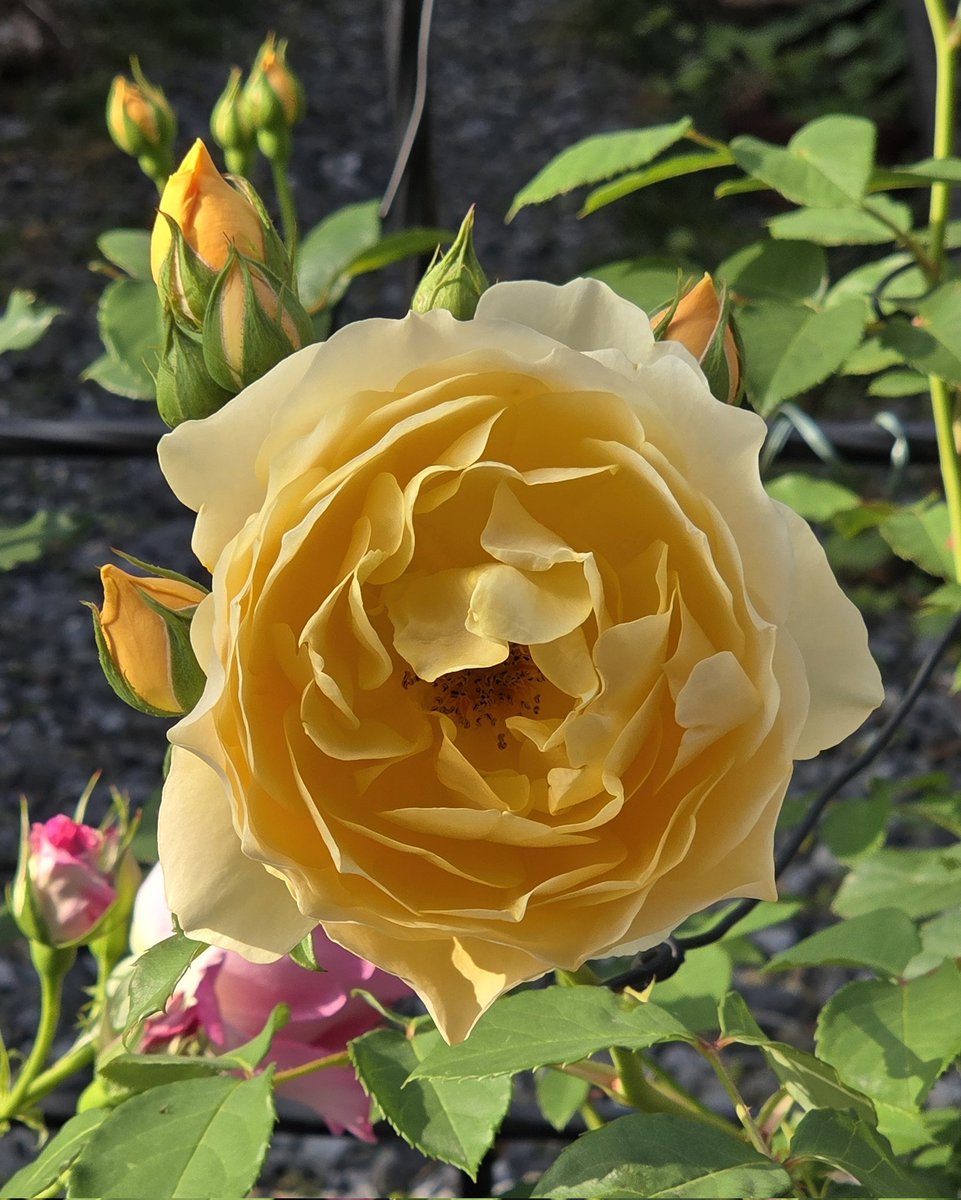 344koba's tweet photo. おはようございます！ ＋4597
Good morning my friends ！ 
『 #グラハムトーマス』#GrahamThomas 

今日も薔薇をお届け♪ (2025.5.15撮影) 

ピュアイエローの中輪カップ咲き！
濃厚なティーローズ香が魅力です！ 

イギリス David Austin 1983年作出
#我が家の庭 にて　in my garden https://t.co/k2VRt11n4E