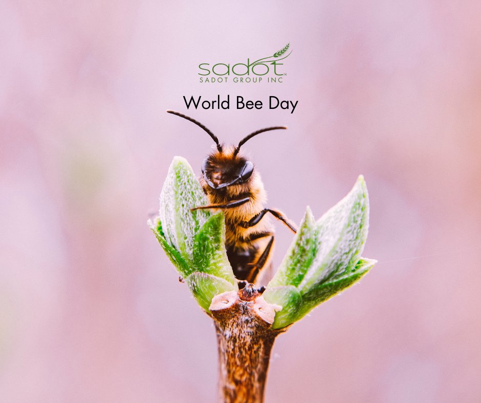 Sadot Group tweet media