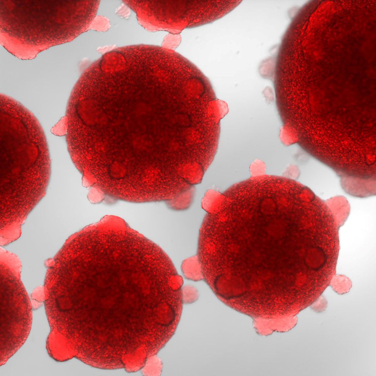 reNEW (@renew_global) on Twitter photo Big news: <a href="/reNEW_Global/">reNEW</a> Melbourne researchers, based at <a href="/MCRI_for_kids/">Murdoch Children's Research Institute (MCRI)</a>, & US Biotech <a href="/RetroBio_/">Retro Biosciences</a> announce a major research and commercial partnership worth over AU$10M (potentially US$35M) to advance world-first lab-grown human blood stem cell therapy. Personalized treatments for Big news: <a href="/reNEW_Global/">reNEW</a> Melbourne researchers, based at <a href="/MCRI_for_kids/">Murdoch Children's Research Institute (MCRI)</a>, & US Biotech <a href="/RetroBio_/">Retro Biosciences</a> announce a major research and commercial partnership worth over AU$10M (potentially US$35M) to advance world-first lab-grown human blood stem cell therapy. Personalized treatments for