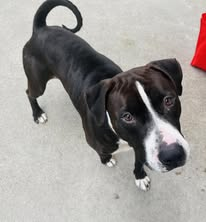 Suspense4568's tweet photo. 🆘GRAVE DANGER 0 INTEREST‼️PLZ PLEDGE
ALSO WE ARE OFFERING YOU MONEY TO FOSTER
RUFF ROAD REVIVAL RESCUE NEED FOSTER
FILL OUT FORM NOW
https://t.co/nZ4vl5KXPX
⚠️DIES 5/20 #DallasTX EMAIL BY 11 AM
✨Blue #A1242274
6 YR SOCIAL SWEET BOY
https://t.co/KDiBWGuf0y
#DogsOfTwitter #Frisco https://t.co/BeaTrnzItc