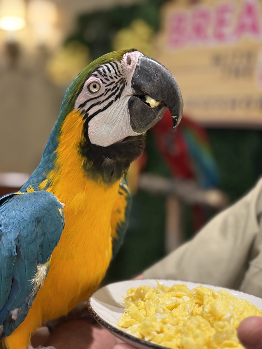 Rise and shine with our feathered friends! 🐦 Join us for Breakfast With the Birds—a one-of-a-kind wildlife encounter and dining experience. Book your stay now, link in bio!