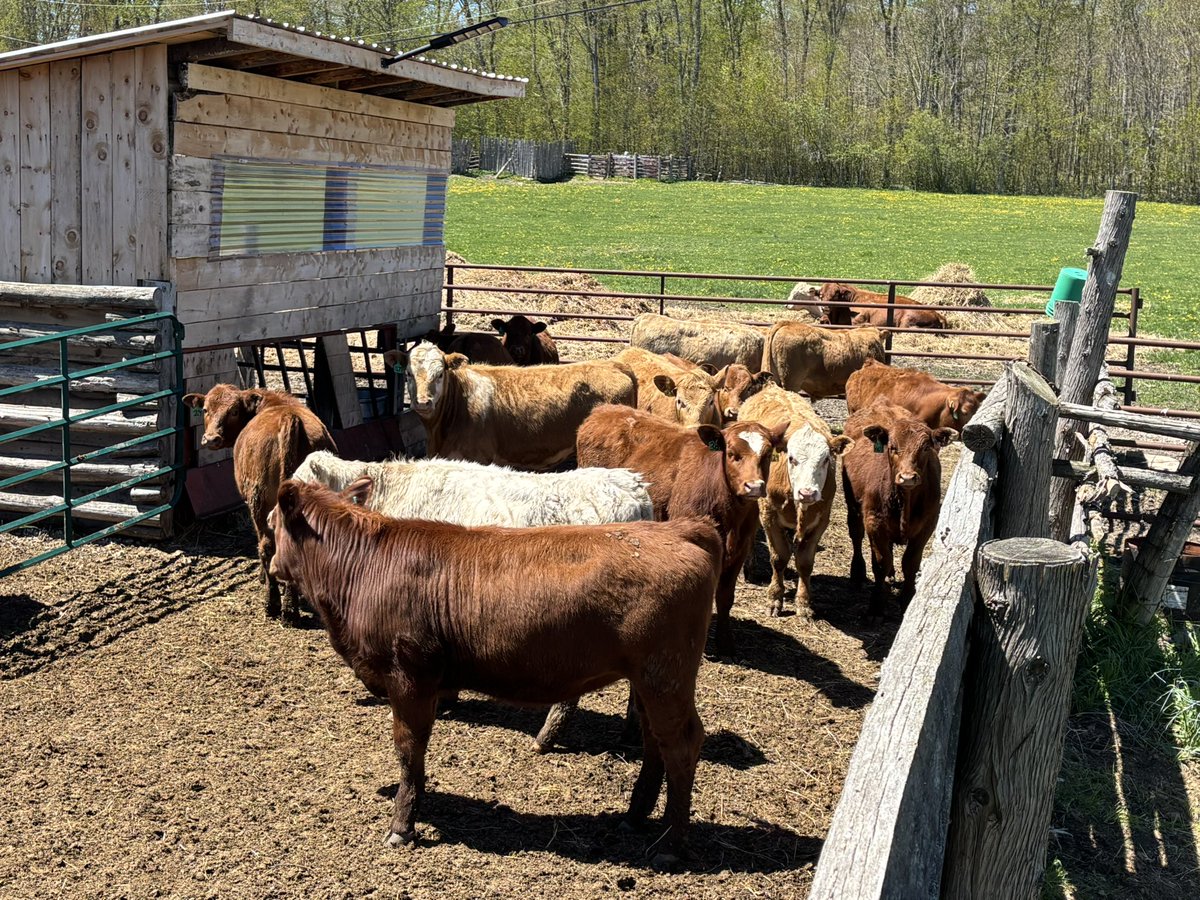BruceOrford's tweet photo. Some nice fall born calves ready for grass and a load of quality black western steers ready for grass or the feedlot, ready to perform headed Keady Livestock for tomorrows sale. Well vaccinated cattle, no implants. https://t.co/yOJT9EBaBt