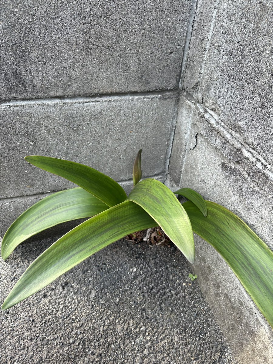 parkiri_man's tweet photo. 去年は花を咲かさなかったが、今年はいけそう。

#ど根性アマリリス https://t.co/foW3t7kMzM