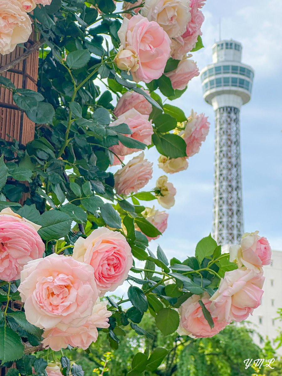 『可憐なままで🌹』

#横浜マリンタワー
#山下公園
#ローズウィーク
#ガーデンネックレス横浜2025
#iPhone14pro
#ファインダー越しの私の世界
#カメラ好きな人と繫がりたい 
#写真好きな人と繋がりたい
#TLを花でいっぱいにしよう