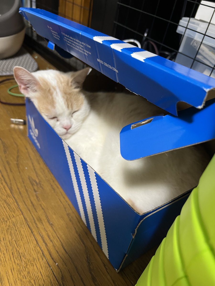 a2c_c2b's tweet photo. ピノくん、色んな入り方しなくていいんよ。どうせ可愛いから^_^
#スコティッシュフォールド 
#猫好きさんと繋がりたい 
#今日のピノ吉 https://t.co/dXzXhBFptB