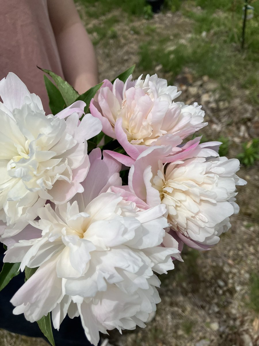 毎年この時期に咲いてくれる花🌸
きれい😊