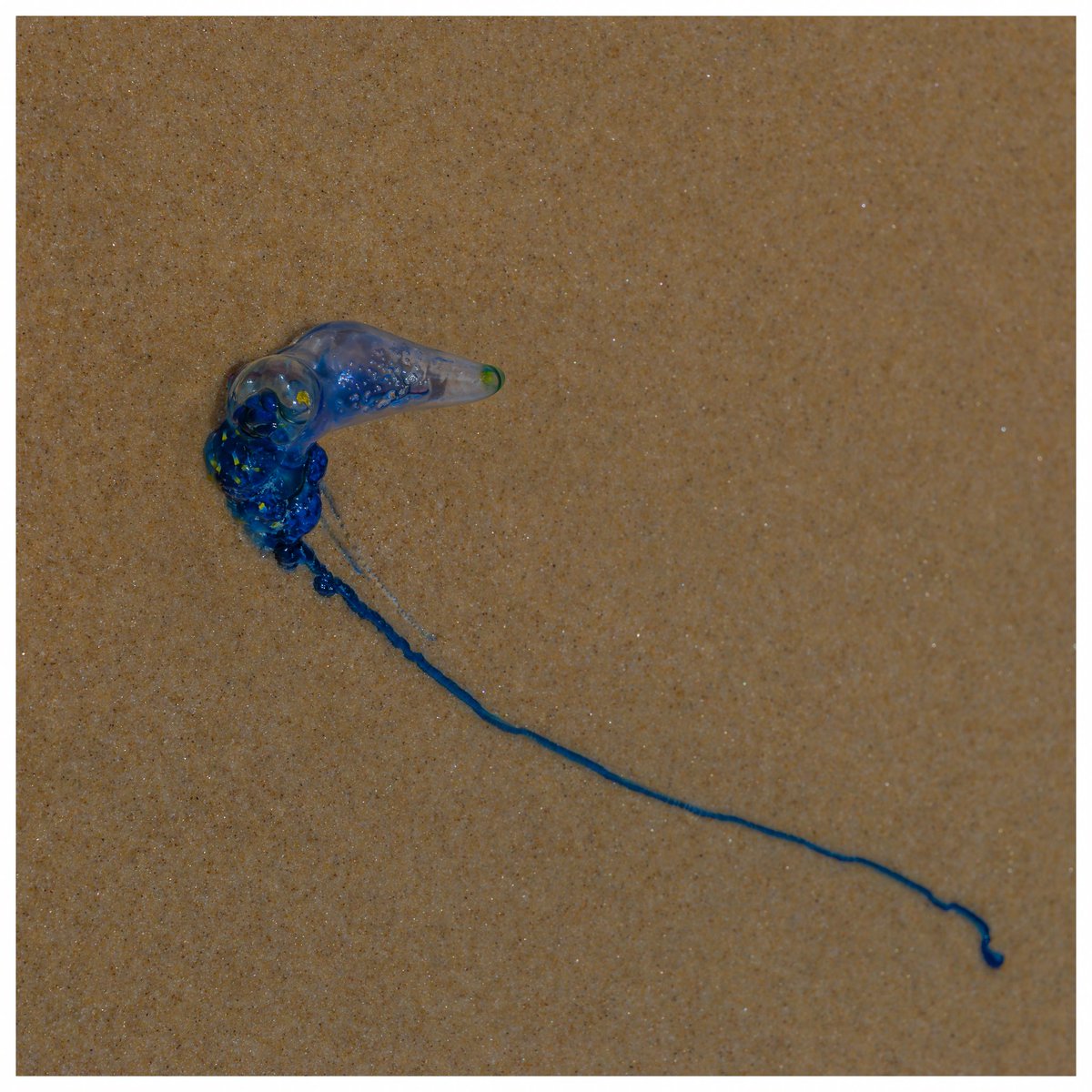 34_mediaOZ's tweet image. Be watchful when you walk along the beach 🏝️ these blue bottle jellyfish can be quite painful! 

#polarprointhewild #kuhlmountainculture #3leggedthing #canon #landscapephotographer  #sunshinecoast #noosa #bluebottle