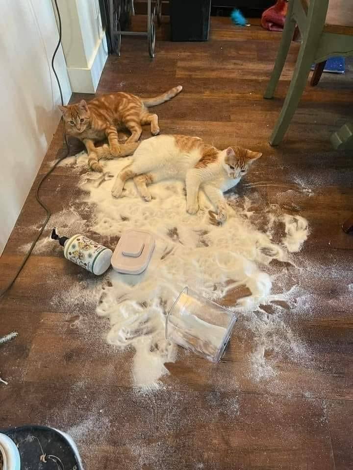 cats with jobs 🛠 tweet media