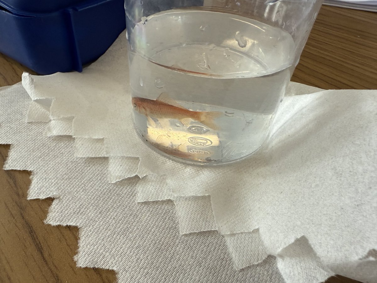Observing how fish move, breathe, eat, and sense their environment. #ivyhillleague