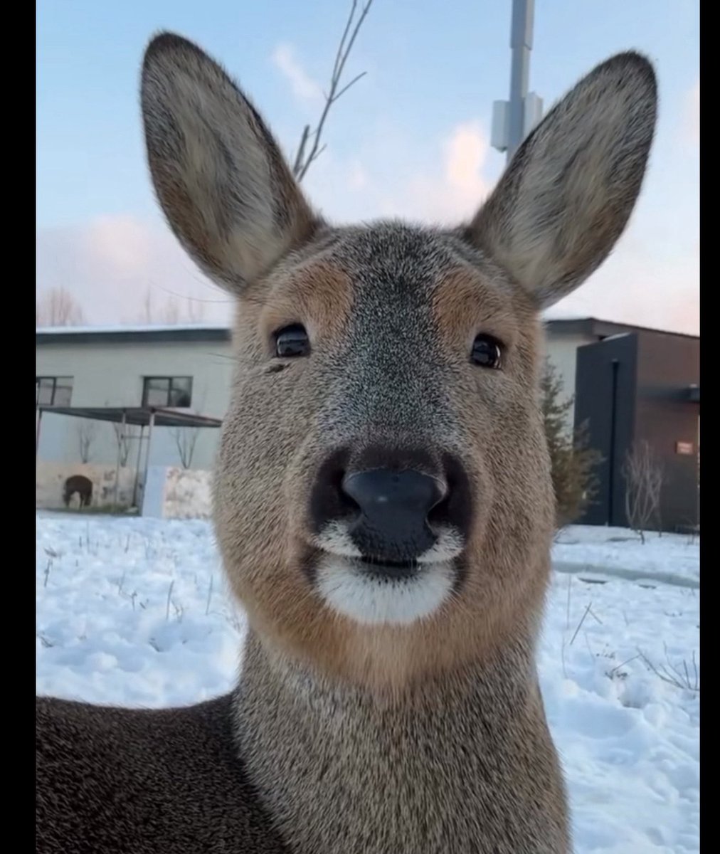 turn this deer into your DBD main
