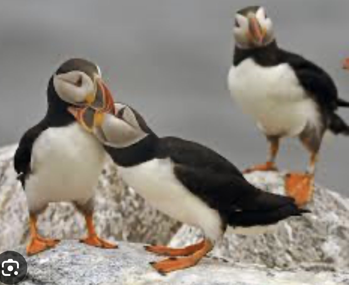 Good news - Cabinet Office confirms that today’s EU deal won’t affect the ban on EU trawlers plundering British sand eel fishery for making pig food. Great news for N Sea wildlife from mackerel to puffins to seals to killer whales.