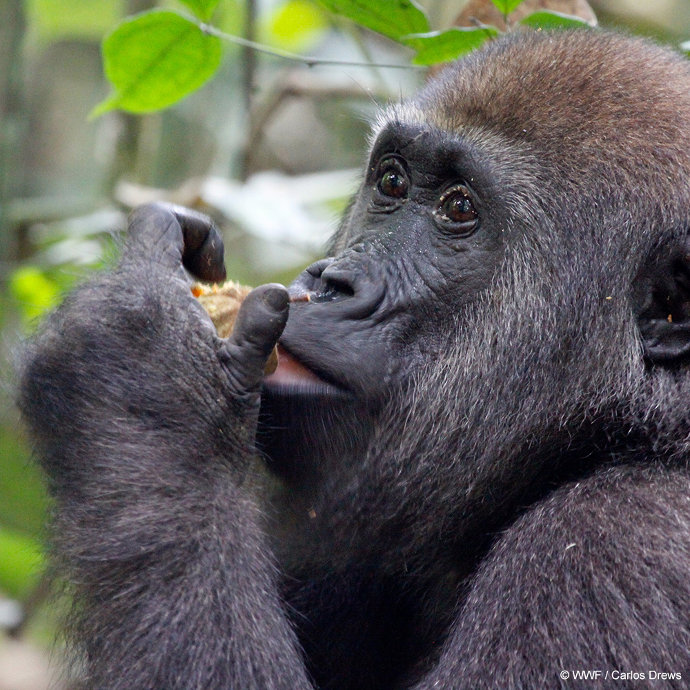 May brings showers and delicious spring fruits! Did you know gorillas' favorite food includes fruit, stems, and bamboo shoots? Western lowland gorillas, however, also have an appetite for termites and ants and break open termite nests to eat the larvae. Learn more: