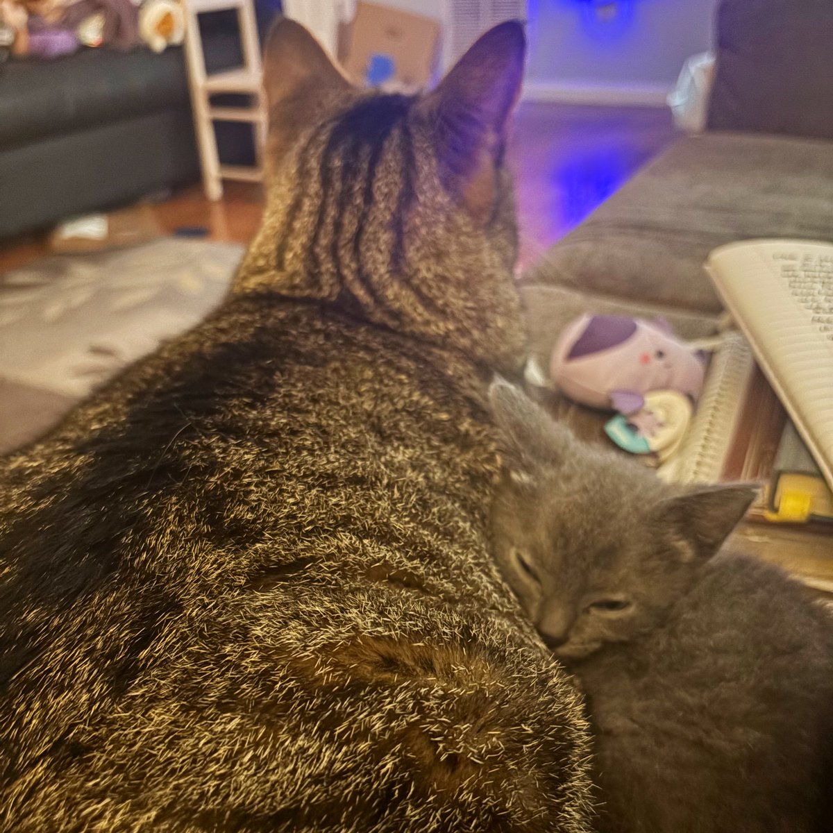 I think someone stole my new baby, but I’m not mad.