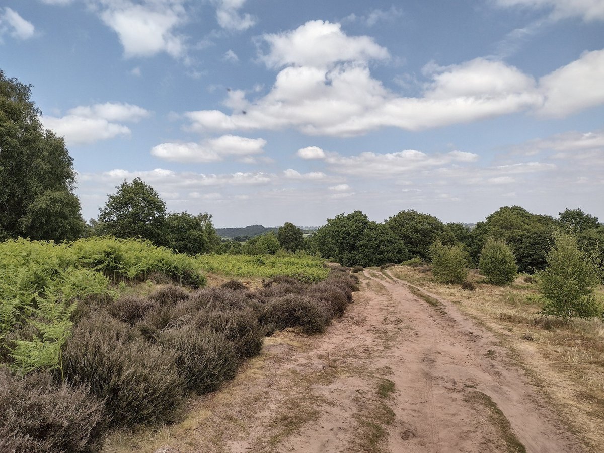 One of those special afternoons on the Cliffe: Willow Warbler song ringing out across the heath, beautiful dappled sunlight in the Oak woodlands, and the heather is just beginning to bloom. Glorious! 😍 

#CliffeLife #Shropshire ⛅🚴