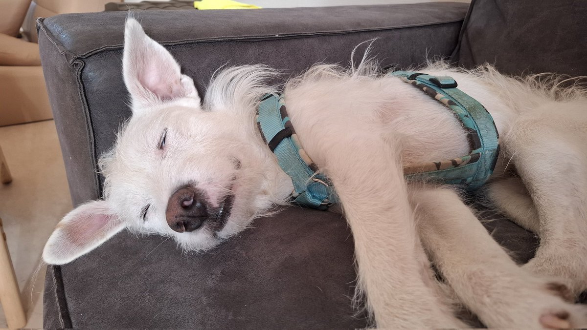 MixPaddy's tweet photo. Sleepy https://t.co/tvFWLALPia