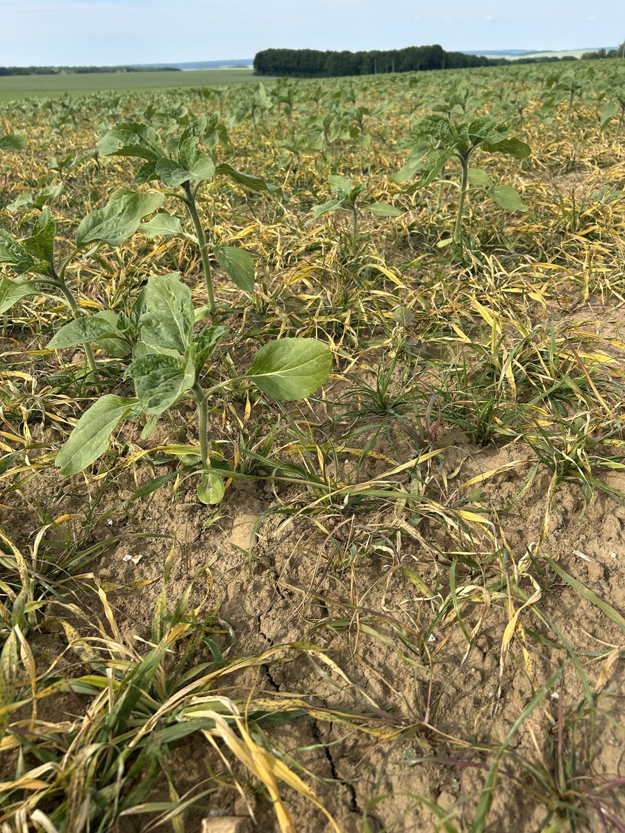 BONNIN1402's tweet photo. @TuguiCristi10 J’ai du Strip-till à 80cm!
Poke @Master_BT
Et du semis innovant avec orge pour contrer les corvidés 🐦⬛@terresinovia !
un sacré Challenge pour gérer les #RayGrass @DEKALB_FR sans binage @OlivierCOSTE2 https://t.co/QRYIIBrQLr
