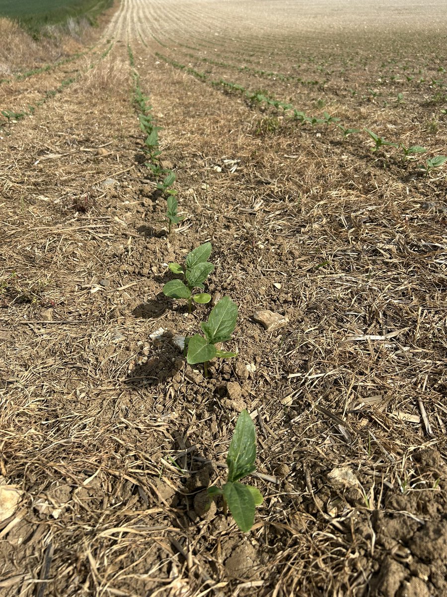 BONNIN1402's tweet photo. @TuguiCristi10 J’ai du Strip-till à 80cm!
Poke @Master_BT
Et du semis innovant avec orge pour contrer les corvidés 🐦⬛@terresinovia !
un sacré Challenge pour gérer les #RayGrass @DEKALB_FR sans binage @OlivierCOSTE2 https://t.co/QRYIIBrQLr