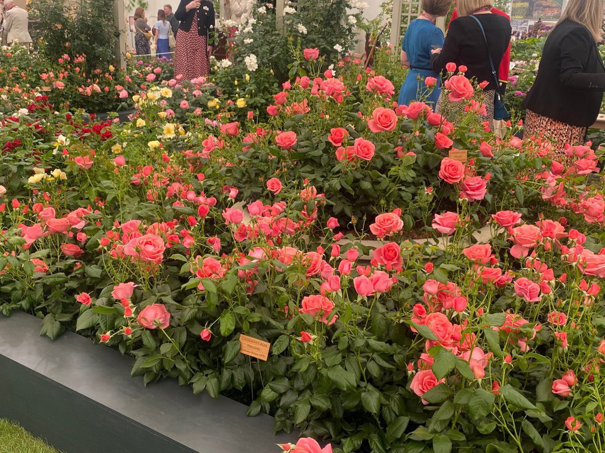 agedorgallery's tweet photo. A Blossoming Tribute at the Chelsea Flower Show

A new rose variety, aptly named "Catherine," has been unveiled in honor of the Princess of Wales. This exquisite bloom carries a delicate fragrance, with proceeds from its sales benefiting the very hospital where Her Royal Highness received treatment. A floral homage that marries beauty with purpose.  

*(For comparison: Whose anniversary post will garner more admiration—Meghan Markle's seventh wedding anniversary or this touching floral tribute to Catherine?)*  

#ChelseaFlowerShow #PrincessCatherine #RoyalFloralTribute #CharitableCause #KateMiddleton #RoyalGardens #RoseVariety #RoyalPhilanthropy  #HRH #KateMiddleton 

P.S. The "Catherine" rose now blooms as a living symbol of resilience and grace—much like the Princess it honors.  

*(Engagement note: Will the Sussexes' anniversary or the Cambridges' floral tribute win the internet's heart? Place your bets in the comments!)

#RoyalRivalry #SocialMediaPoll #WhichPostWins #RoyalNews #Agedor