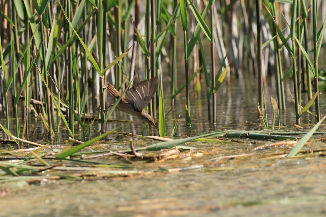 ~ wildlife photography post 🦆🐤~ 
Did another small walk last week and this time didn't pull a muscle in my leg!! 🥹  
Remember to stretch guys! 😂 
Anyways! I managed to get some really cute shots on some particularly small cute birdies this time around!

This was using a