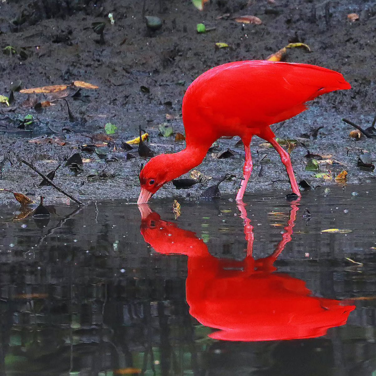Scarlet ibis

📷 lindolfosouto (Instagram) ©️

#nature 
#birds 
#wildlife 
#MondayMotivaton