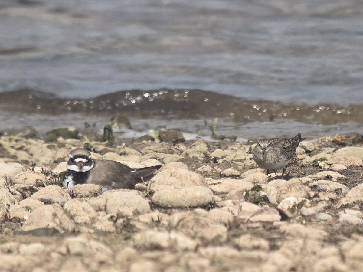 Kevin Clements (@kevin_clements) on Twitter photo Temminck's Stint at Blithfield Reservoir #Staffs this afternoon; also 2 Black-tailed Godwit & 2 Ruddy Shelduck <a href="/WestMidBirdClub/">West Midland Bird Club</a> <a href="/Staffsbirdnews/">Staffs Bird News</a> <a href="/Staffs_Birds/">Staffs_Birds</a> Temminck's Stint at Blithfield Reservoir #Staffs this afternoon; also 2 Black-tailed Godwit & 2 Ruddy Shelduck <a href="/WestMidBirdClub/">West Midland Bird Club</a> <a href="/Staffsbirdnews/">Staffs Bird News</a> <a href="/Staffs_Birds/">Staffs_Birds</a>