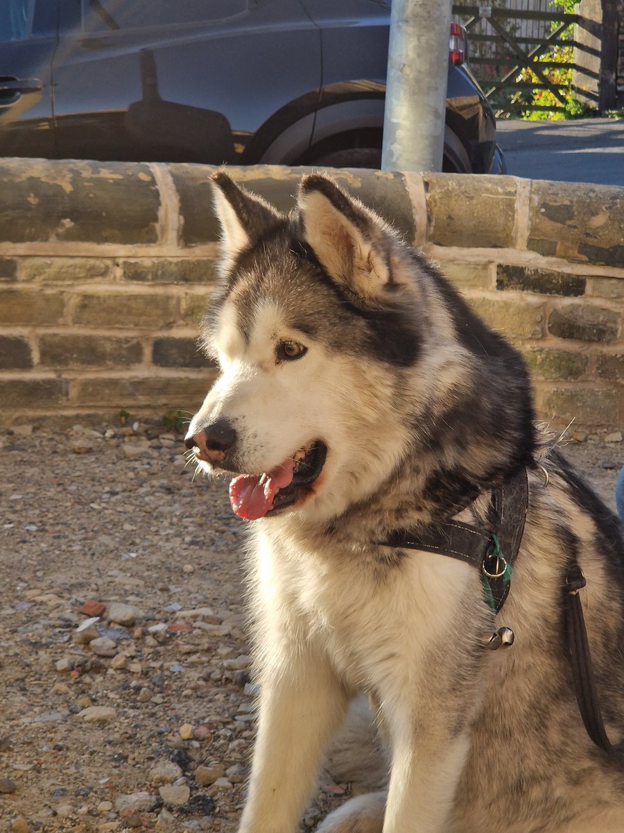 mel_mitch's tweet photo. Niko eyeing up the BBQ @petitangelot @Yukonbee https://t.co/C7u3LUtduC