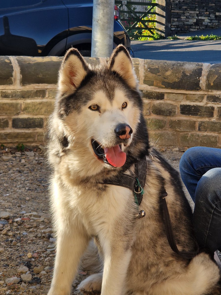 mel_mitch's tweet photo. Niko eyeing up the BBQ @petitangelot @Yukonbee https://t.co/C7u3LUtduC