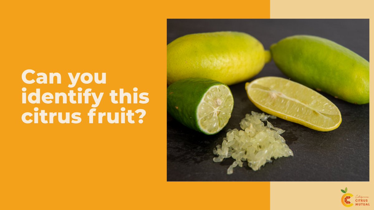 Can you guess this citrus?

Hint: Sometimes called 'citrus caviar' for their tiny, caviar-like vesicles, it's also popular as a garnish for seafood, cocktails and sushi.