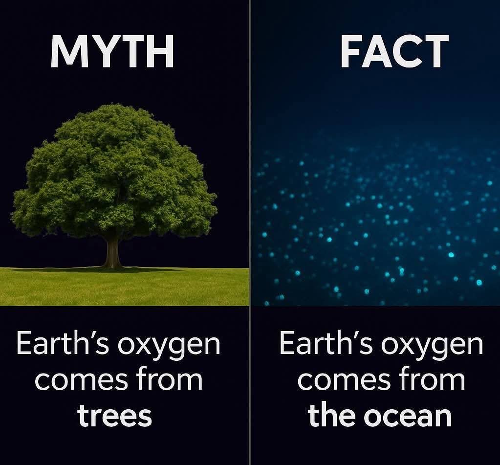 INFANTRY28's tweet photo. Earth’s oxygen comes from ocean – not trees.

Forests are called”lungs of Earth,” but they contribute only 28% of oxygen supply
Source of 50 % of oxygen is from phytoplankton-microscopic organisms that float near ocean’s surface &amp; use sunlight to produce oxygen by photosynthesis https://t.co/LSjJWBa84L