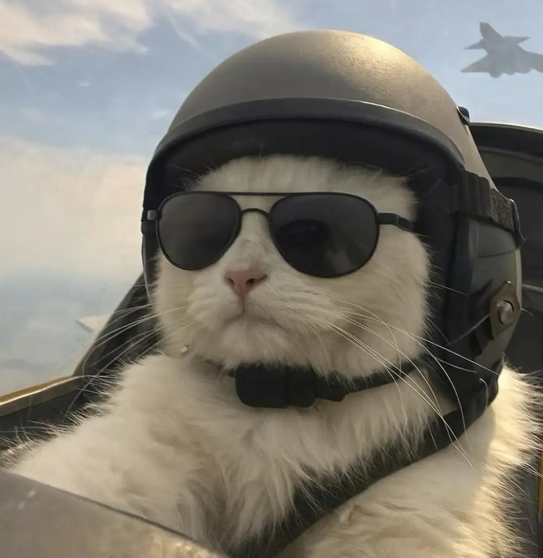 Why you should have a cat tweet media