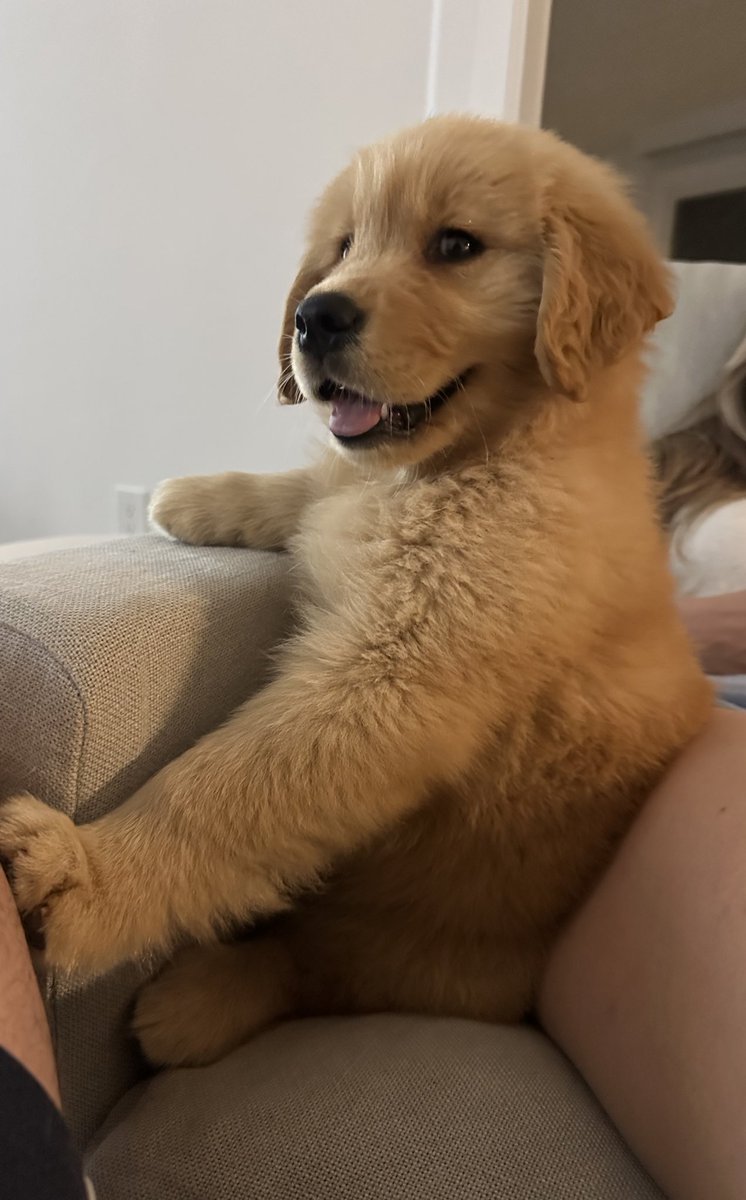 She said yes, the pup didn’t have a choice. 

Great start to summer 💍