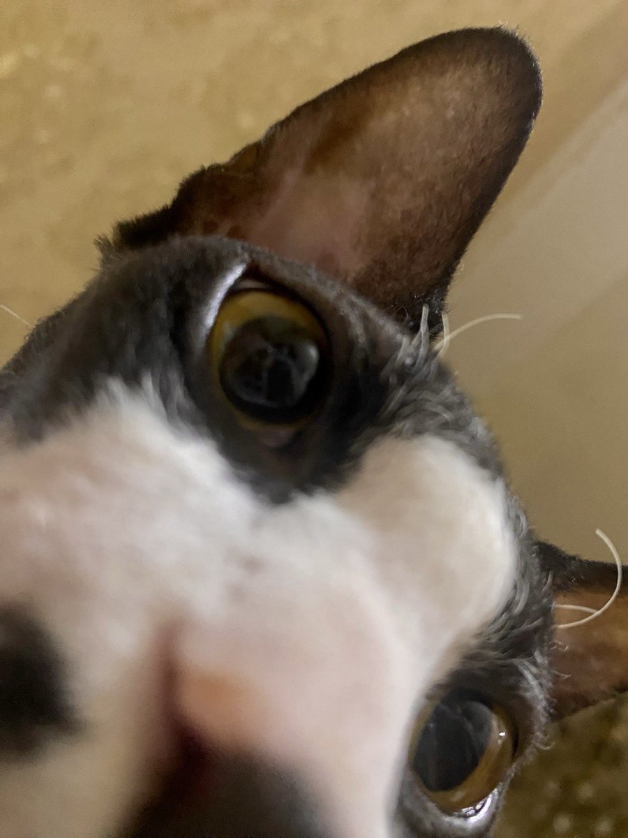 GM