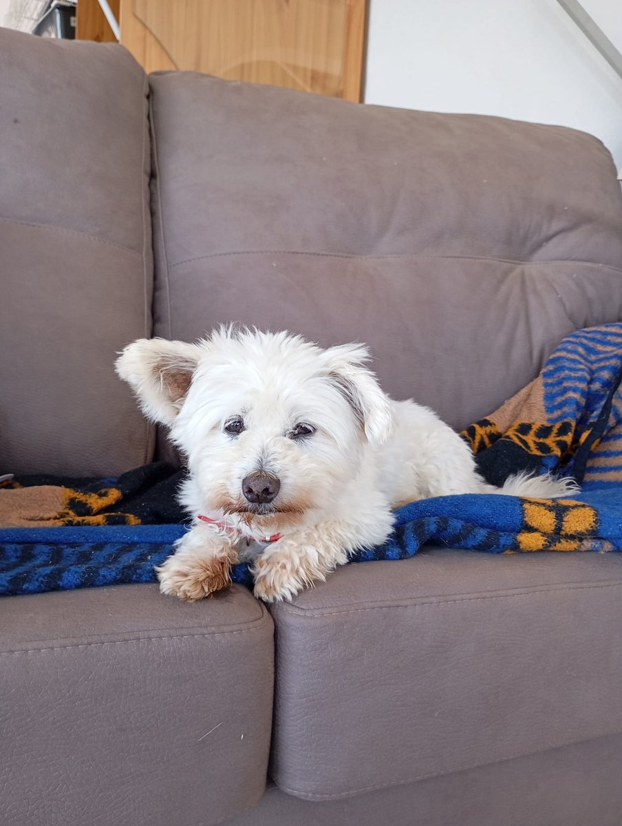 #Sevilla
Contacto: WhatsApp al 687 90 56 16

Este muñeco tan chiquitito de 11 años es #BIMBO y busca un nuevo hogar.

Se dice... se cuenta, que además lindo es adorable y un verdadero amor; cariñoso, bueno y sociable.
Está esterilizado.
¿Le damos una oportunidad??