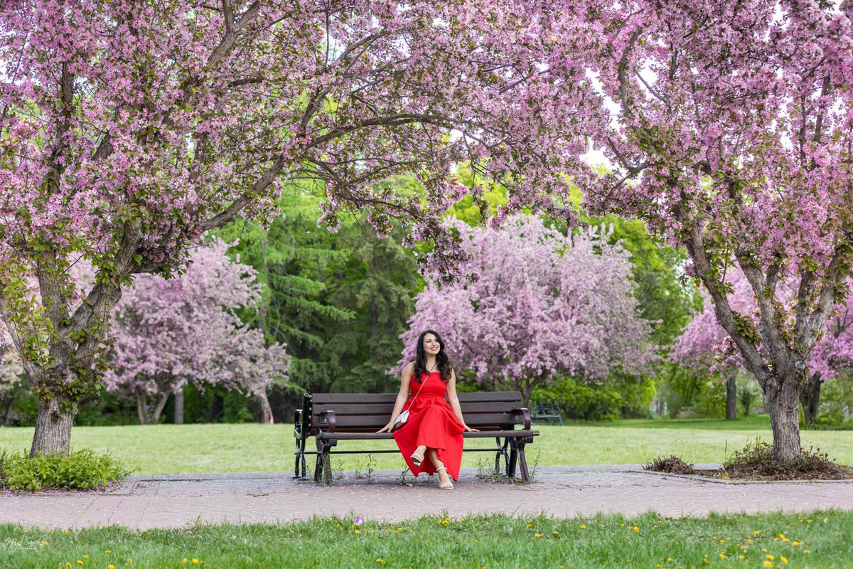 YEGHugo's tweet image. Spring has sprung, unfortunately great things do not last forever. Right now cherry blossoms 馃尭 are beautiful and colourful 馃槉 #cherryblossom #spring #flowers #canada #alberta #edmonton #rivervalley #trees #photographer
