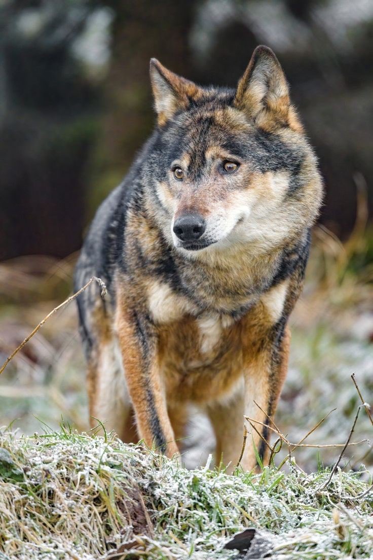 Wolf (@wolflope) on Twitter photo 