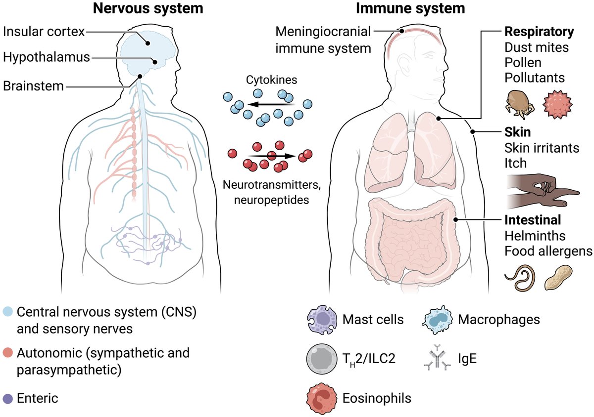 Science Immunology (@sciimmunology) on Twitter photo In a new Review, scientists discuss how interactions between the nervous and immune systems could impact neurological disorders and allergy-related behaviors like food avoidance. <a href="/nick_mroz/">Nick Mroz, PhD</a> <a href="/AnnaMolofskyLab/">Anna Molofsky</a> <a href="/Molofsky_lab/">Ari Molofsky</a>
Learn more in Science #Immunology: scim.ag/4dkHAV4 In a new Review, scientists discuss how interactions between the nervous and immune systems could impact neurological disorders and allergy-related behaviors like food avoidance. <a href="/nick_mroz/">Nick Mroz, PhD</a> <a href="/AnnaMolofskyLab/">Anna Molofsky</a> <a href="/Molofsky_lab/">Ari Molofsky</a>
Learn more in Science #Immunology: scim.ag/4dkHAV4