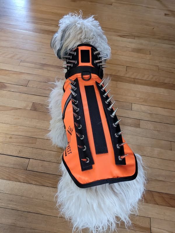 Tippy is all set for adventure in her CoyoteVest, whether it's farmland or the wilds of New Brunswick! 💪 At 12 lbs, that extra peace of mind against bigger critters is everything. Happy and safe exploring, Tippy! 🐾🛡️ #CoyoteVest #DogHiking #PetSafety #SmallDogProtection