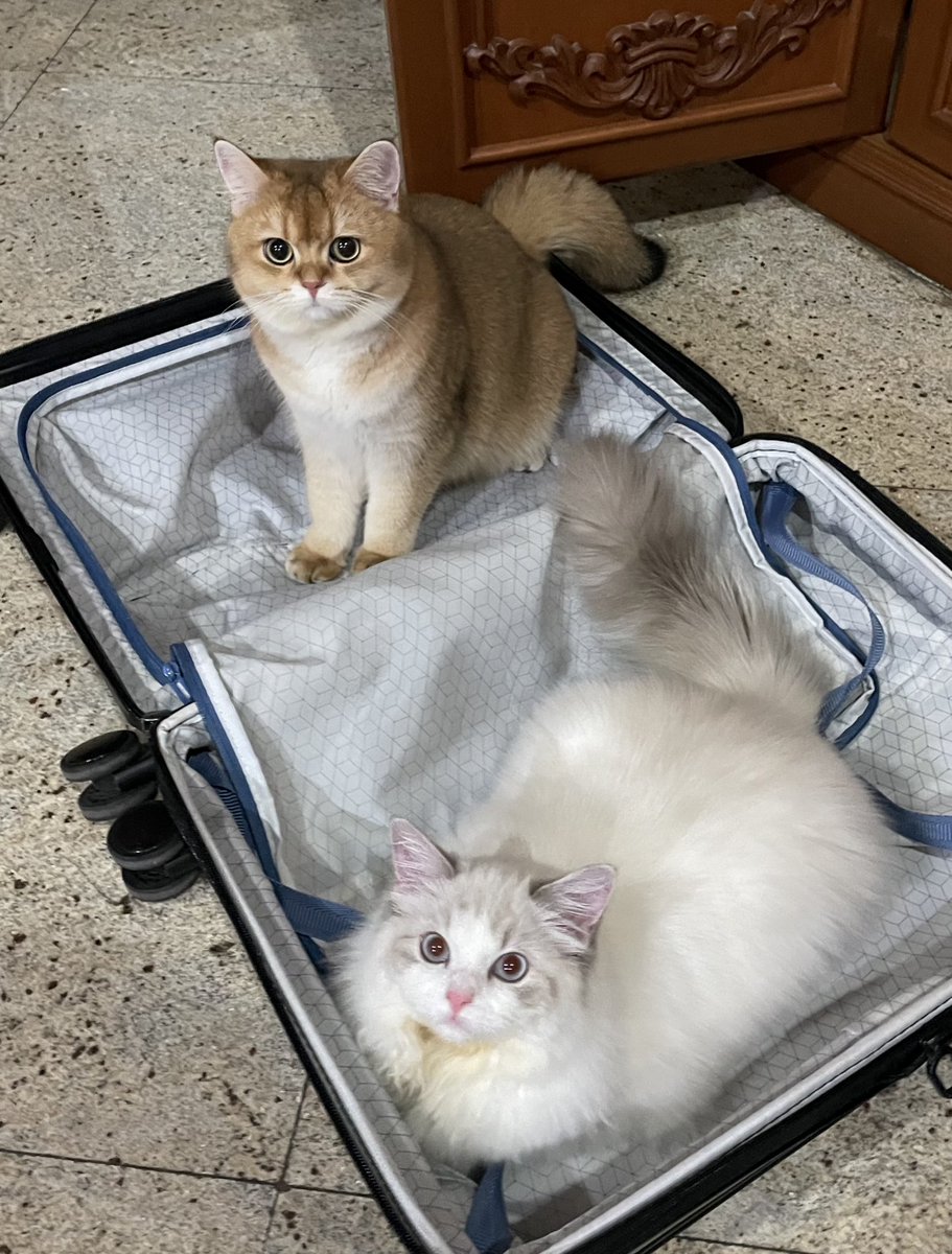Cchachaa2's tweet photo. เตรียมตัวออกเดินทางงด้ายยย

2 ป่วน เซ่ซู 🌟💛

#แมว #CatsOfTwitter #Cat #cutecat https://t.co/cdbfy8Dner