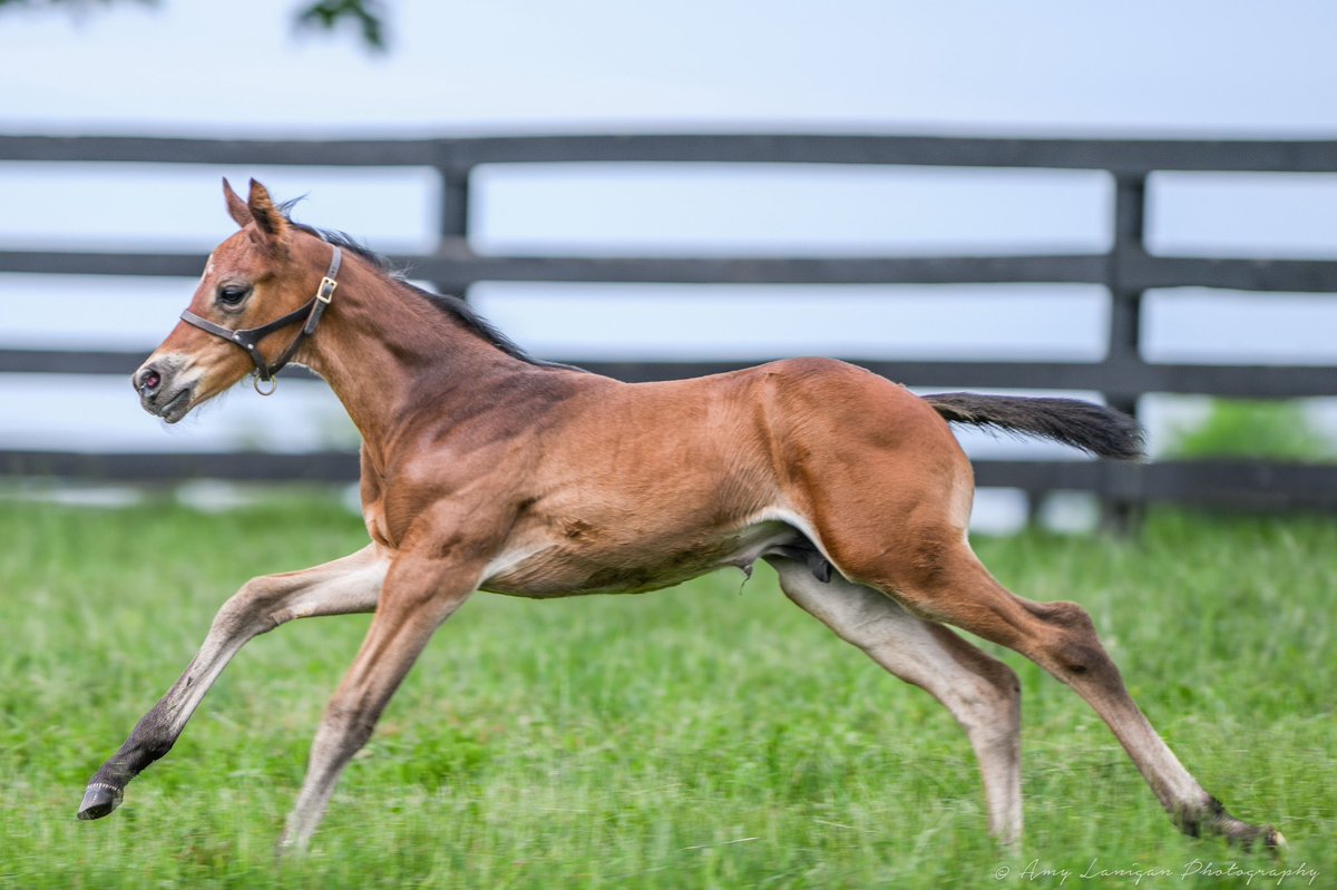 Amy Lanigan Photos (@amylanigan1) on Twitter photo I love when their stride barely fits in the frame! This outstanding colt by <a href="/DarleyAmerica/">Darley in America</a> stallion NYQUIST out of <a href="/NatalmaBldstk/">Natalma Bloodstock</a> mare Upandcomingstar stretching his legs <a href="/BevGrovert/">Bev Grovert</a> beautiful Windham Hill Farm. I love when their stride barely fits in the frame! This outstanding colt by <a href="/DarleyAmerica/">Darley in America</a> stallion NYQUIST out of <a href="/NatalmaBldstk/">Natalma Bloodstock</a> mare Upandcomingstar stretching his legs <a href="/BevGrovert/">Bev Grovert</a> beautiful Windham Hill Farm.