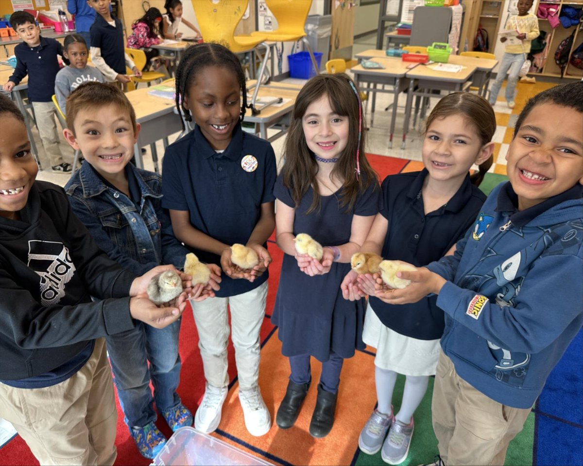 Mrs. Unger’s first-grade class at Cross Country incubated eggs and observed six chicks hatch. Students learned about the development of eggs into chickens and are now gaining hands-on experience in caring for the newly hatched chicks.